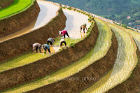 Levels - Lao Cai, Vietnam