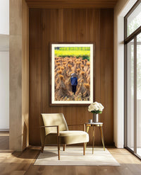 Harvest Gold, Wonder - Cao Bang, Vietnam