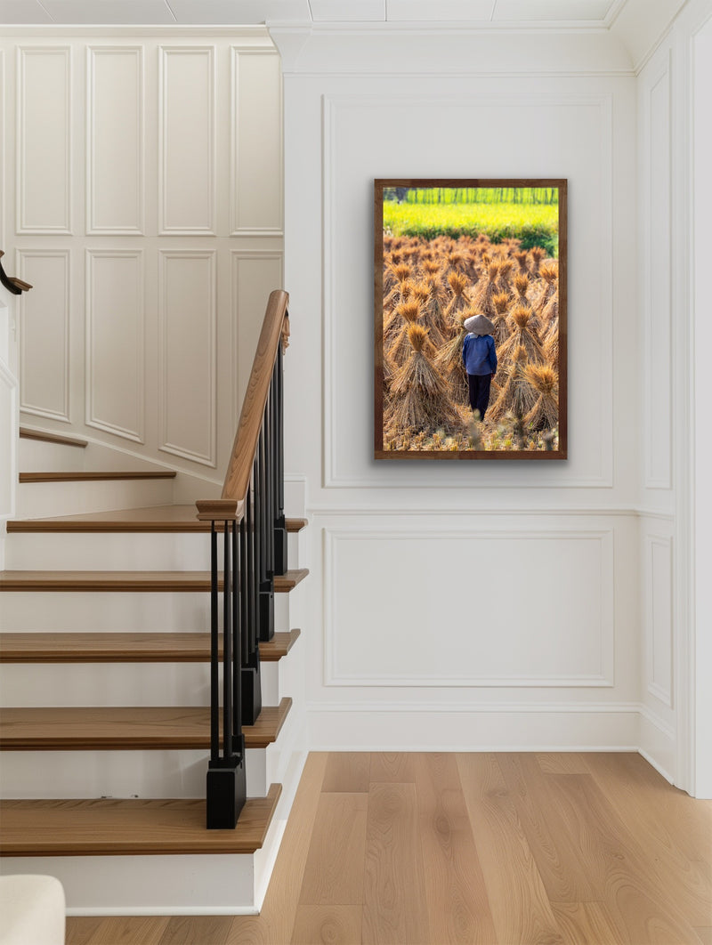 Harvest Gold, Wonder - Cao Bang, Vietnam