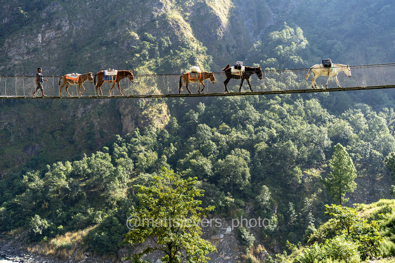 Donkey Train, Nepali Highway - Manaslu Circuit, Nepal