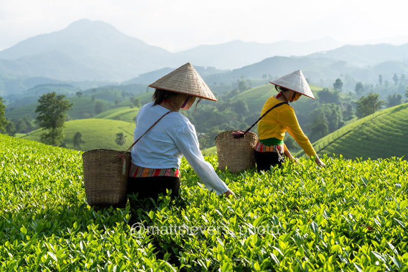 Muong, Tea Picking II - Northern Vietnam