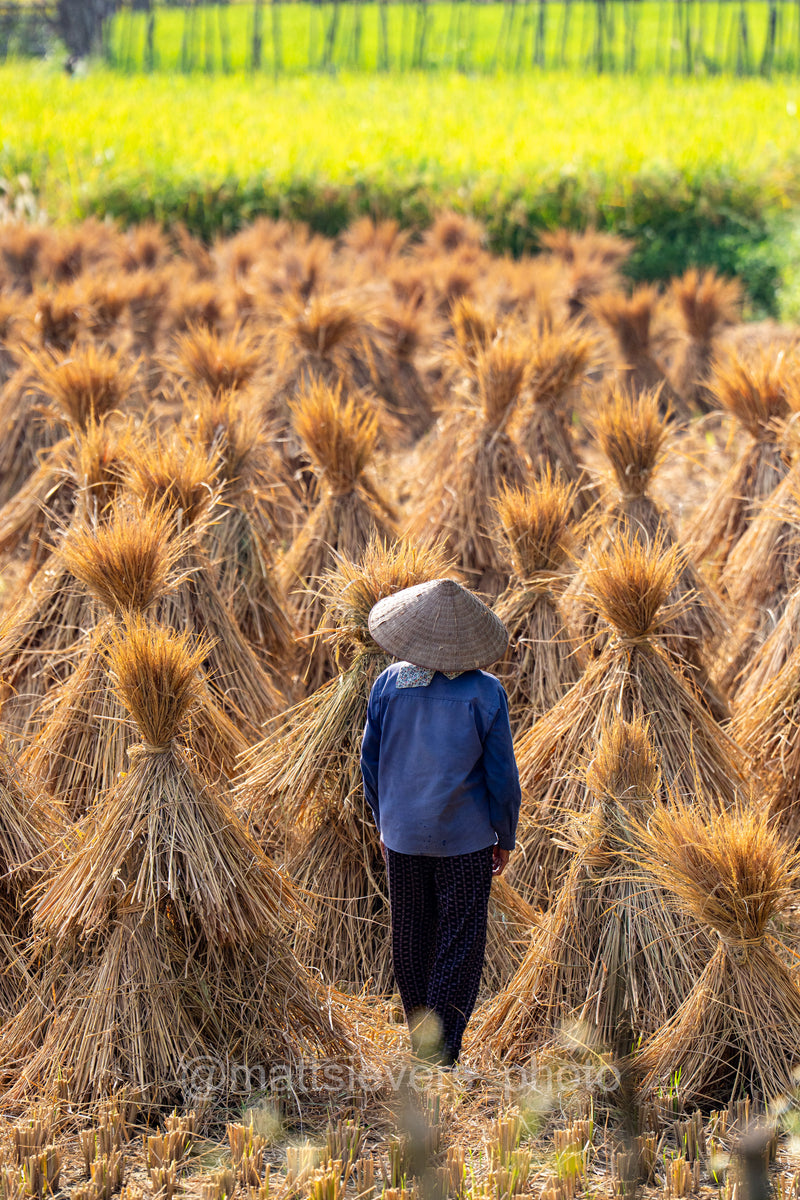 Harvest Gold, Wonder - Cao Bang, Vietnam