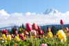 Mt. Hood, Tulip Season - Hood River, Oregon