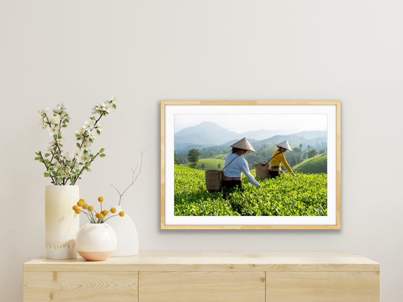 Muong, Tea Picking II - Northern Vietnam